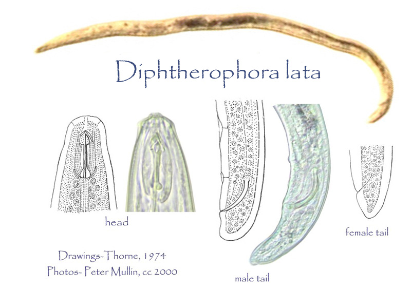 Представитель Семейства Diphterophoridae